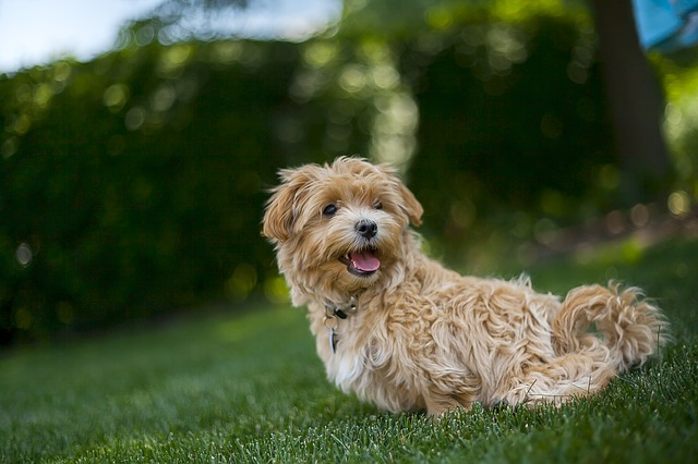 Cute dog lying on lush artificial grass in a backyard.
