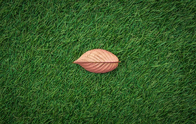 Close-up of a leaf on lush green synthetic grass in Arizona.