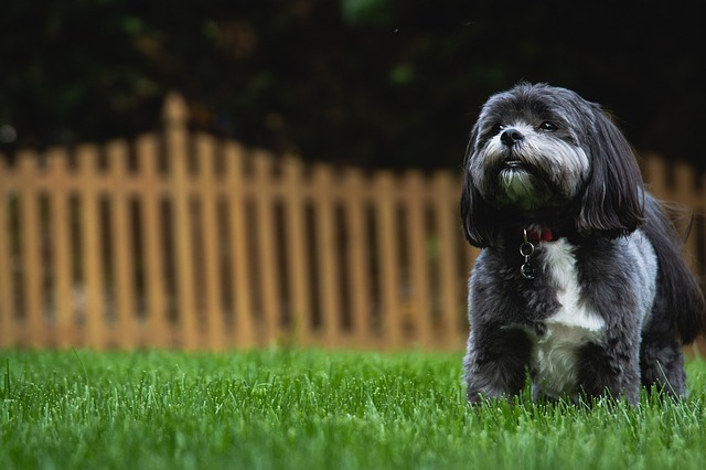 Dog on artificial grass in backyard with fence in background.