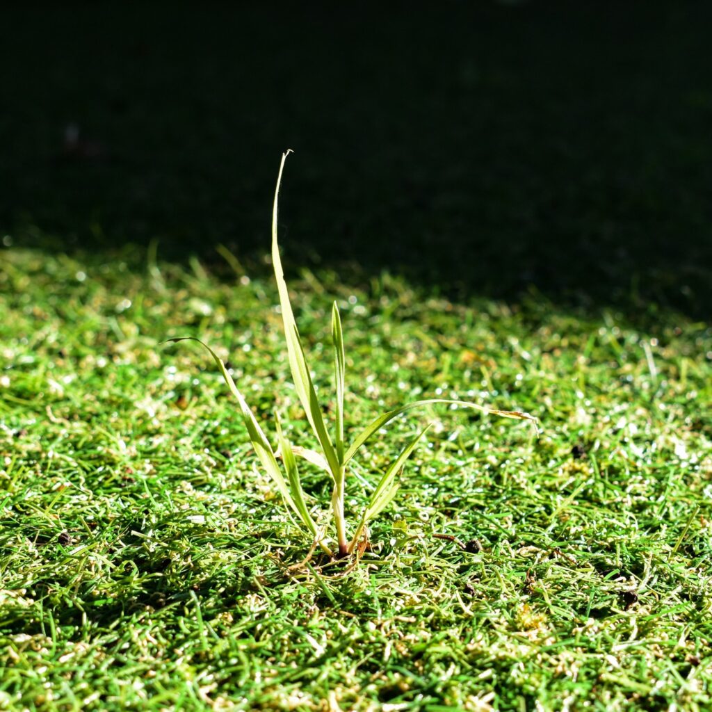 Weed growing through artificial grass in Arizona.