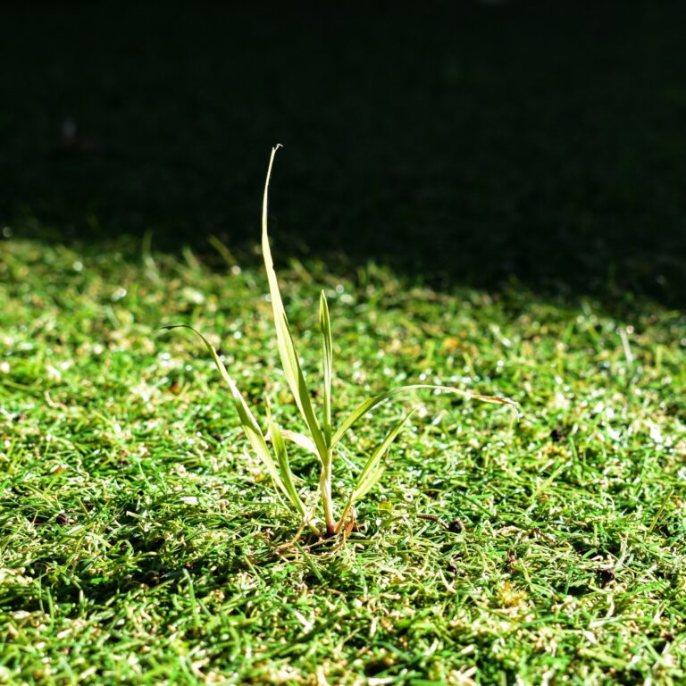 Weed growing through artificial grass in Arizona.