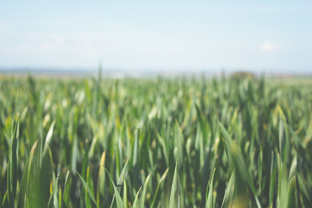 Lush green artificial grass for lawns and putting greens in Arizona.