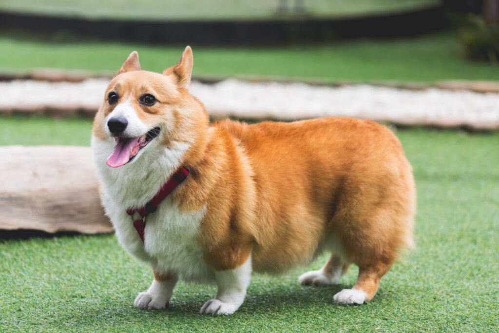 Corgi dog on artificial pet turf in backyard.
