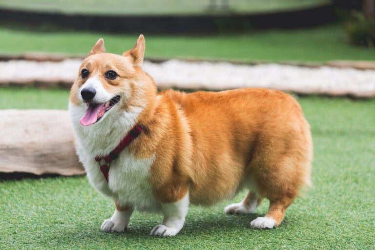 Corgi dog on artificial pet turf in backyard.