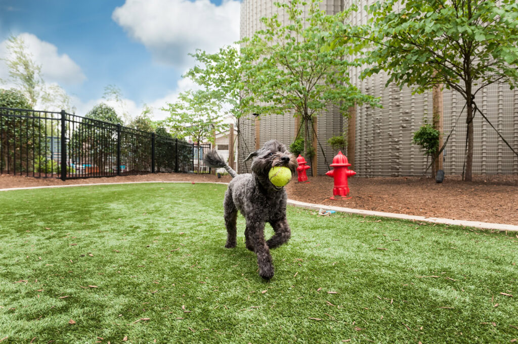 Dog playing with a tennis ball on artificial turf in a backyard.
