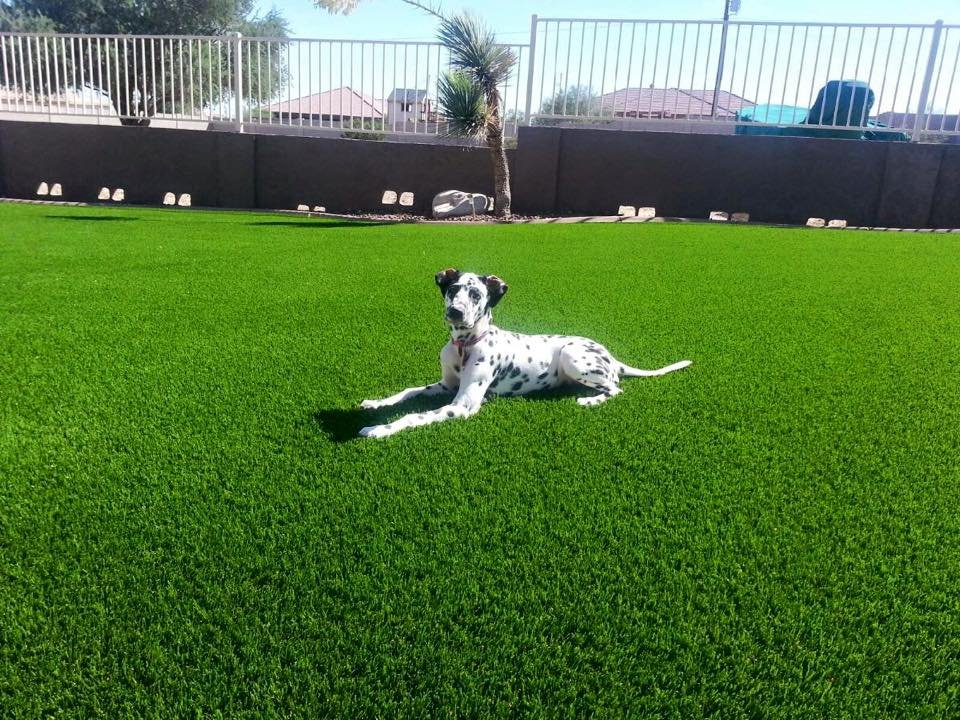 Dalmatian dog relaxing on lush pet-friendly artificial turf in Arizona.