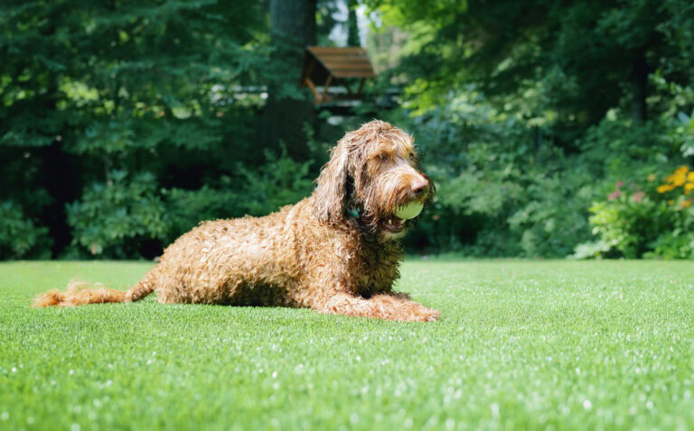 Dog lying on vibrant green grass in a backyard with trees.