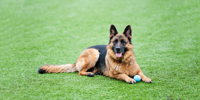 German Shepherd dog lying on lush artificial grass with a ball.