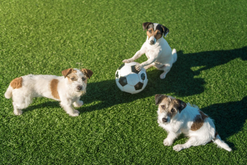 Three dogs playing with a soccer ball on lush pet turf in Arizona.