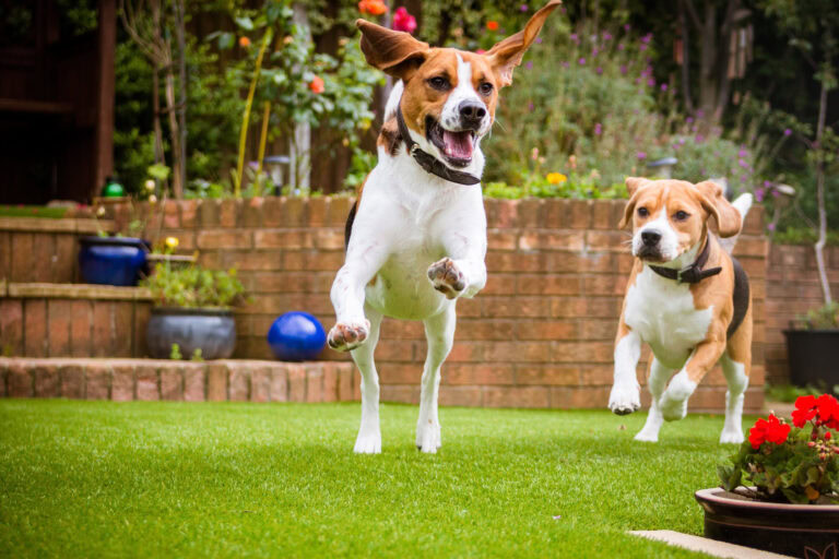 Two happy dogs playing on artificial grass in a lush garden.