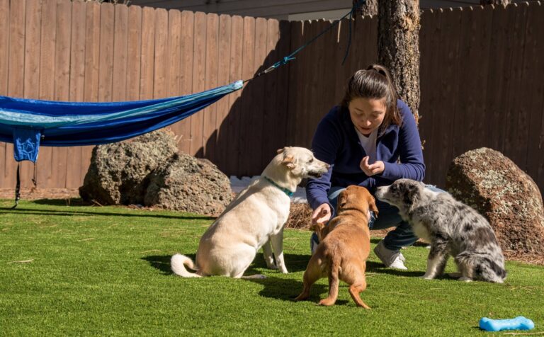 Woman training puppies on lush green artificial turf in backyard.
