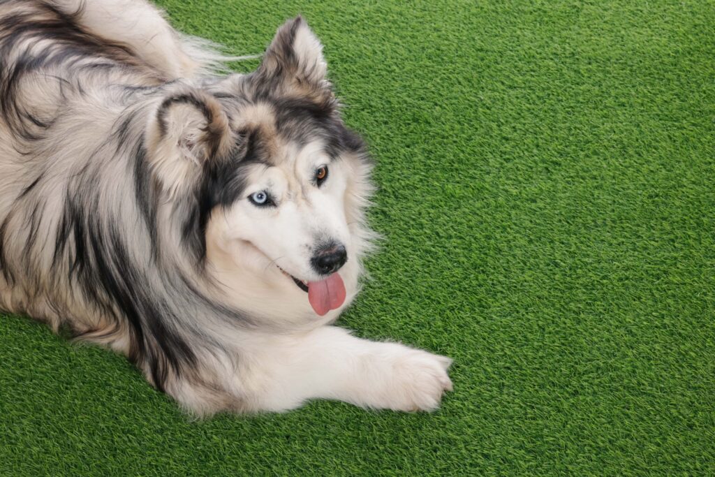 Happy dog lying on green artificial turf in Arizona backyard.