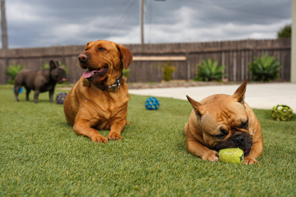 Dogs playing on lush artificial grass in a backyard with toys and a wooden fence.