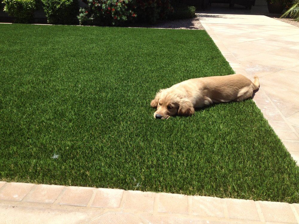 Golden retriever puppy resting on freshly installed artificial pet turf next to travertine paver patio, Arizona backyard