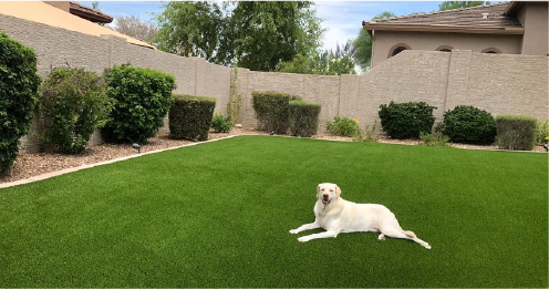 White Labrador resting on lush artificial turf in fenced backyard with stucco perimeter wall and manicured shrubs, Arizona
