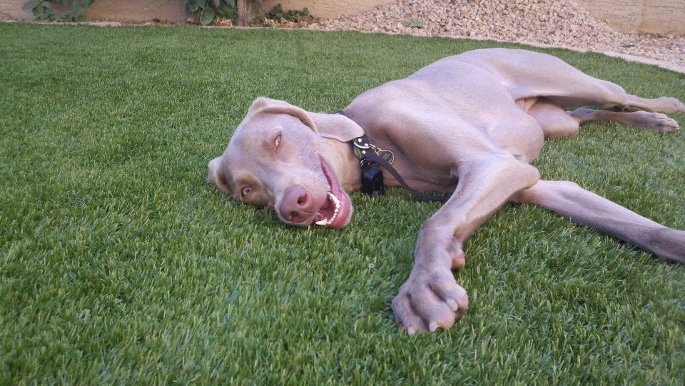 Pet Turf installation
