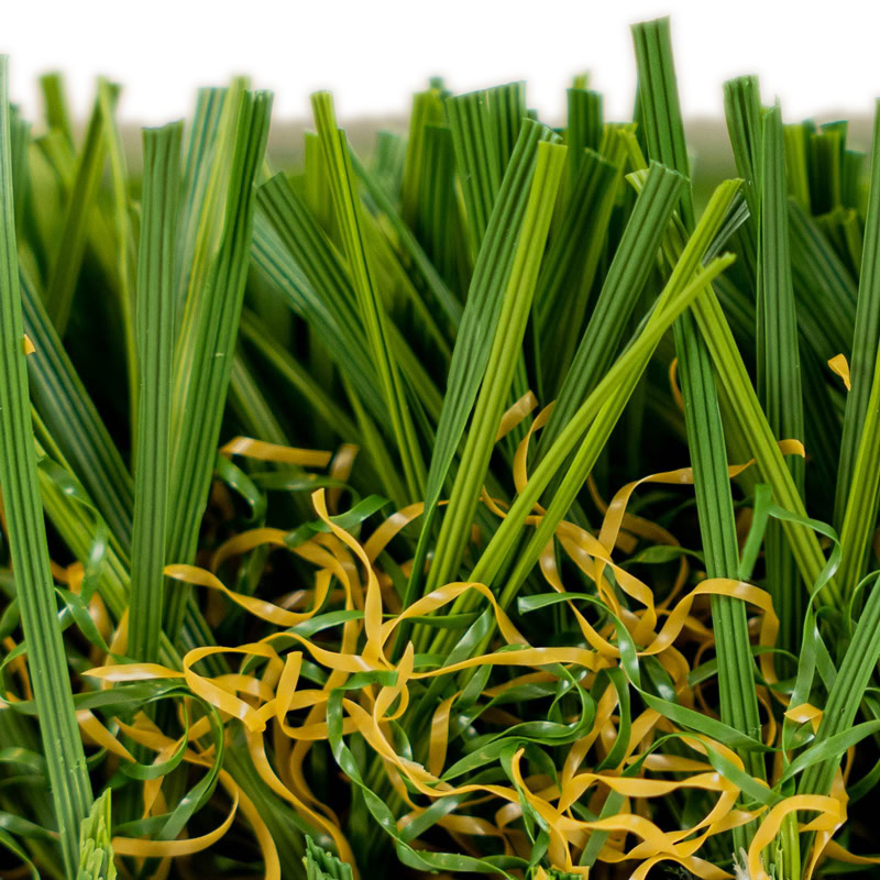 Close-up of lush green multi-sport fescue grass for luxury lawns.