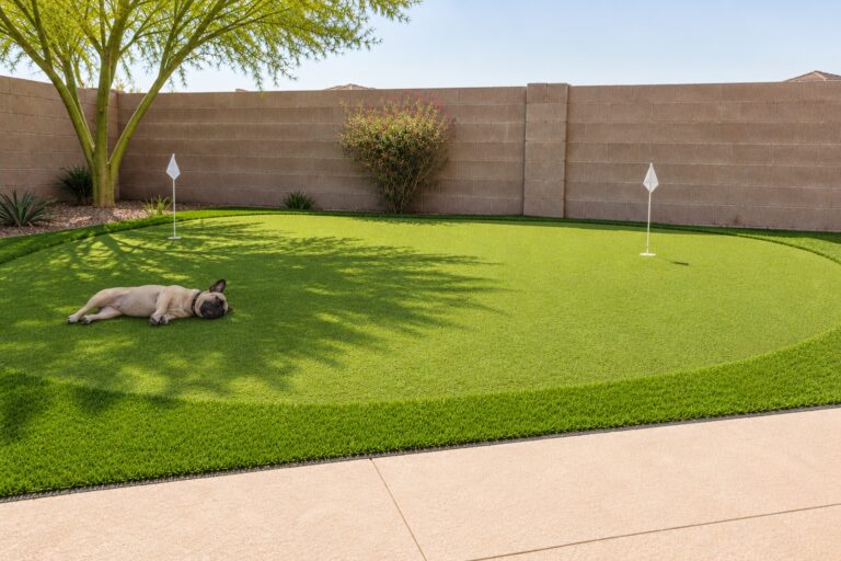 Beautiful artificial turf putting green with a dog relaxing on it in Arizona.