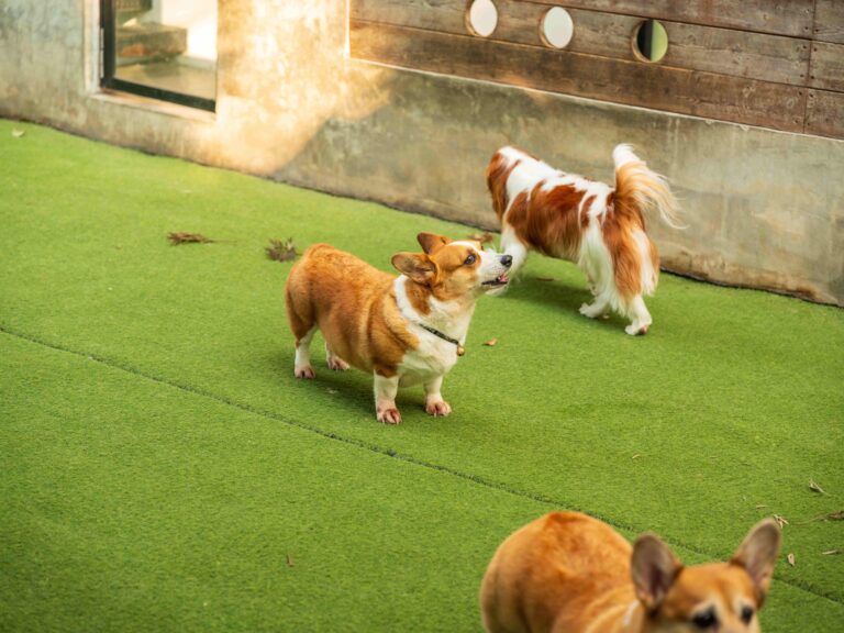Synthetic Grass Maintenance for Pet Owners: The Ultimate Guide